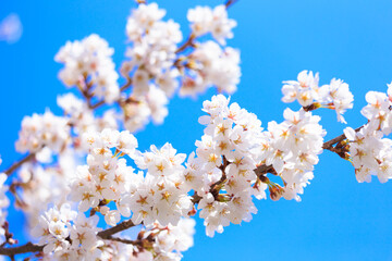 cherry blossom in spring