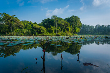 reflection of trees in water