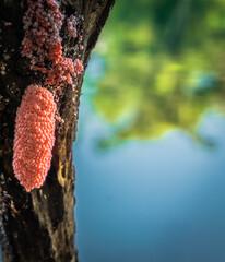 snail eggs on the dead branch