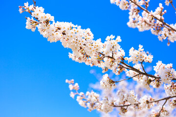 cherry blossom against sky