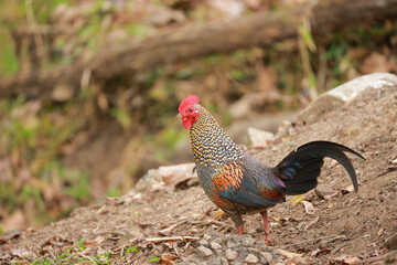 rooster in the field