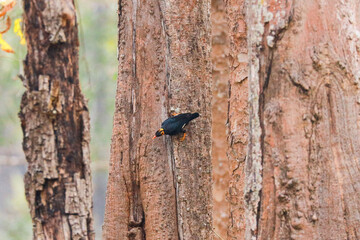 woodpecker on a tree