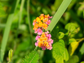 pink and yellow wild flowers