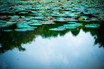 reflections in water