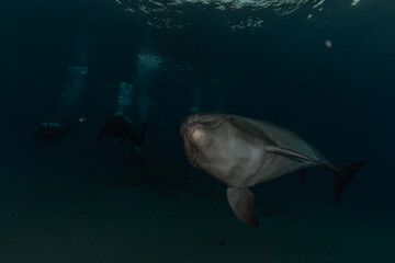 Fototapeta premium Dolphin swimming with divers in the Red Sea, Eilat Israel 