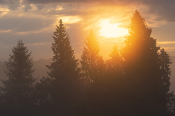 Trees at sunrise close up. Beautiful view of fir trees against the background of the morning sun. Wonderful golden light at sunrise. Summer forest landscape. Amazing nature.