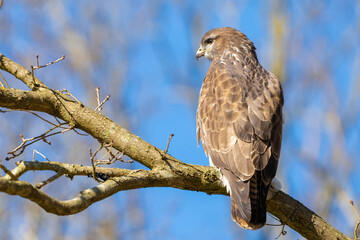 Buzzard in the forest. Sitting on a branch of a deciduous tree in winter. Wildlife Bird of Prey,. Detailed feathers in close up. Blue sky behind the trees. Wildlife scene from nature, seen from behind
