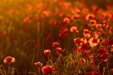 selective focus. Poppy field in the rays of the setting sun. Nature, desktop wallpapers. Red petals lit by the sun. Unopened buds and shaggy stems. Blurred background