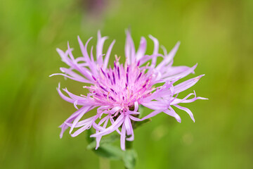 Closeup macro shot of beautiful purple wildflower (knapweed) on green meadow in spring