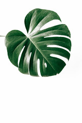 Naklejka na ściany i meble Monstera Pflanze isoliert vor weißem Hintergrund im schlichten Greenery-Style 