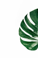 Monsterapflanze halbiert und isoliert als grafisches Element 