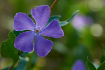 Großes Immergrün (Vinca major)	