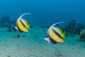Fish swim in the Red Sea, colorful fish, Eilat Israel
