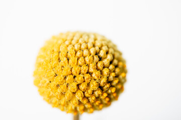 Trockenblume in gelb,  Craspedia isoliert vor weißem Hintergrund 