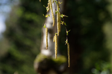 birch catkins hanging on a branch in front of a birch tree in blurred background