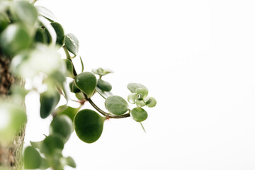 Wachstum einer Pflanze 