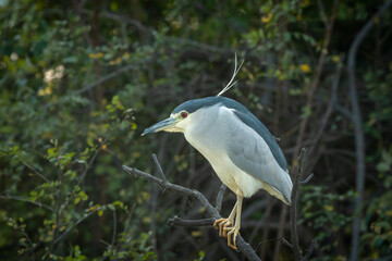 Black crowned or capped night heron bird portrait in natural green background at keoladeo national park or bharatpur bird sanctuary rajasthan india - Nycticorax nycticorax