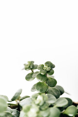 Wachstum von einer Pflanze, Sukkulente 