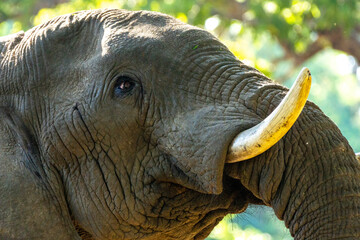 Fragment of an elephant's muzzle with an eye and a tusk