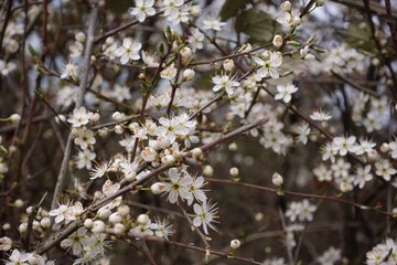Blackthorn is blossom in Spring