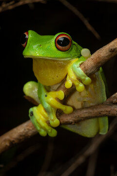 Portrait of a red-eyed tree frog (Litoria chloris) on a branch