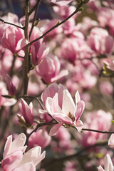 Obraz na płótnie Canvas Blossom Spring 
