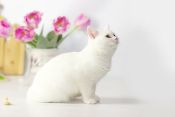 British shorthair cat on the kitchen. Beautiful white cat. Spring decor home