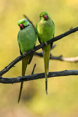 Alexandrine parakeet or parrot pair portrait in natural green background at keoladeo ghana national park or bharatpur bird sanctuary rajasthan india - Psittacula eupatria