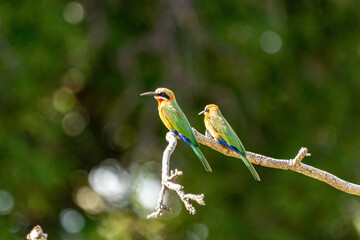 Two white-fronted bee-eaters on a branch in Zambia