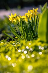 Żółte żonkile w wiosennym ogródku - obrazy, fototapety, plakaty