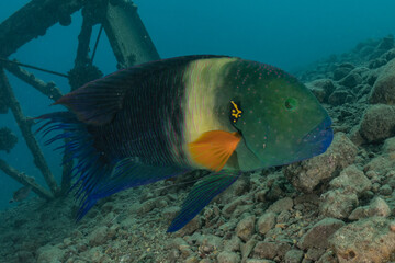 Fish swim in the Red Sea, colorful fish, Eilat Israel
