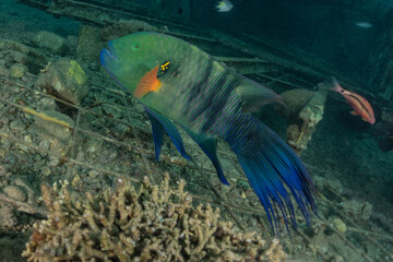 Fish swim in the Red Sea, colorful fish, Eilat Israel
