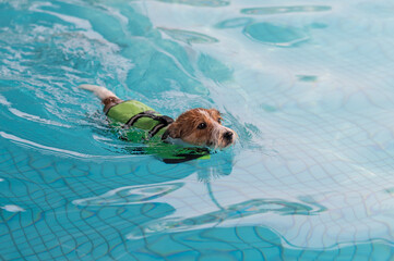 Jack Russell Terrier swimming in the pool in a life jacket