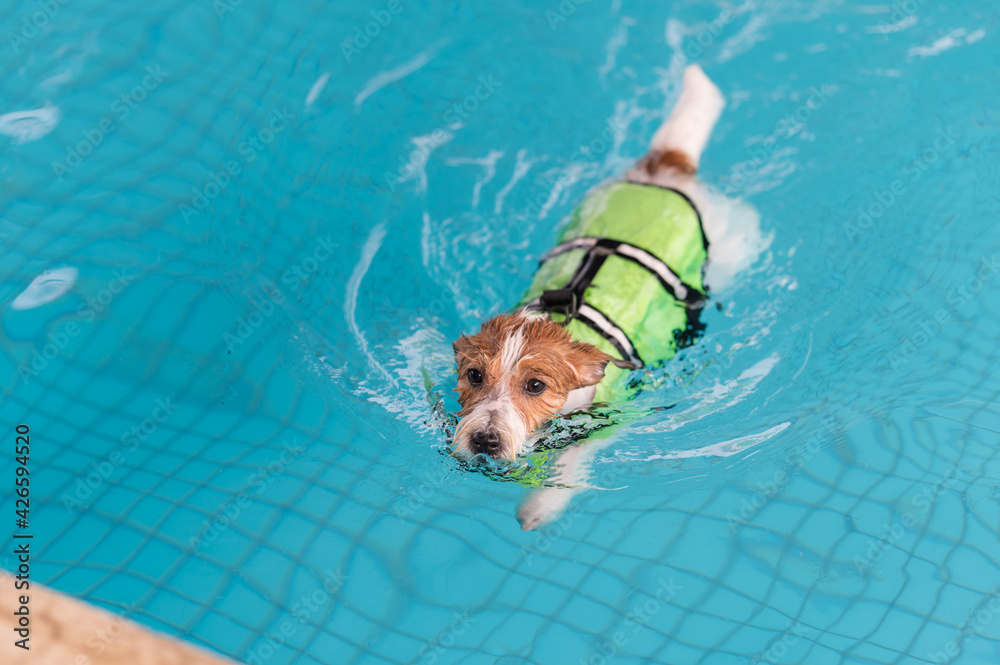 Canvas Prints Jack Russell Terrier swimming in the pool in a life jacket