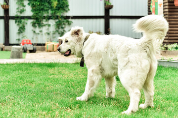 Labrador. A dog in the family. Happiness in the eyes. Friend.