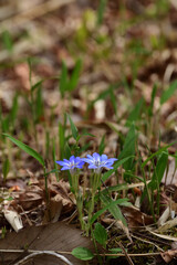 Blue gentian flowers bloom in spring.