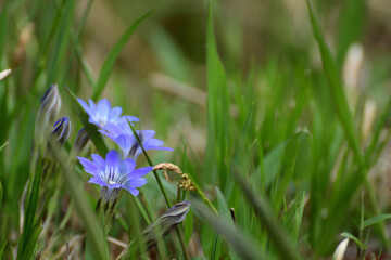 Fototapeta premium Blue gentian flowers bloom in spring.