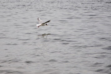 Fototapeta na wymiar A gull flies over the water carrying food in its beak.