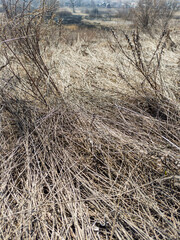grass in the wind