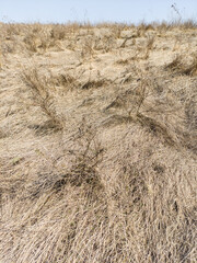 dried grass on a hill outside the city