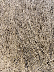 grass background
