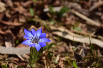Blue gentian flowers bloom in spring.
