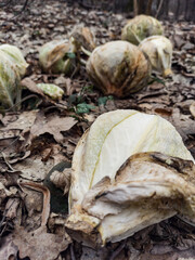 white cabbage in the garden