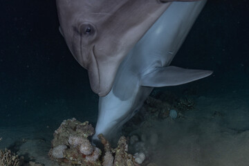 Fototapeta premium Dolphins swimming in the Red Sea, Eilat Israel 