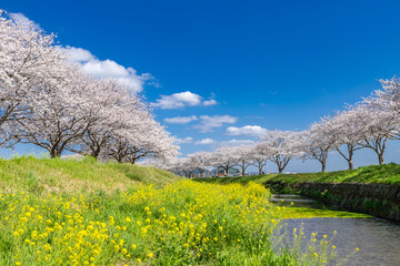 草場川沿いの桜並木と菜の花の風景　福岡県筑前町