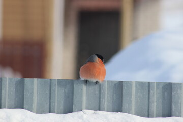 Bullfinch