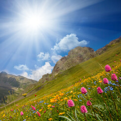 green mountain valley with flowers under a sparkle sun