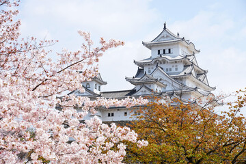 Fototapeta premium Himeji Castle and Cherry blossom blooming in Spring of Hyogo prefecture at Japan.