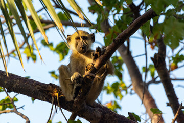 A teenage baboon peeks out of the branches with curiosity