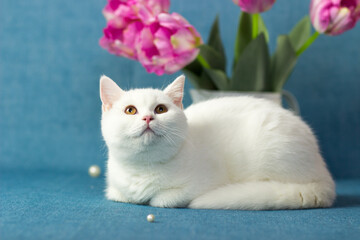 Fototapeta na wymiar British shorthair cat on the blue background. Beautiful white cat. Spring decor home